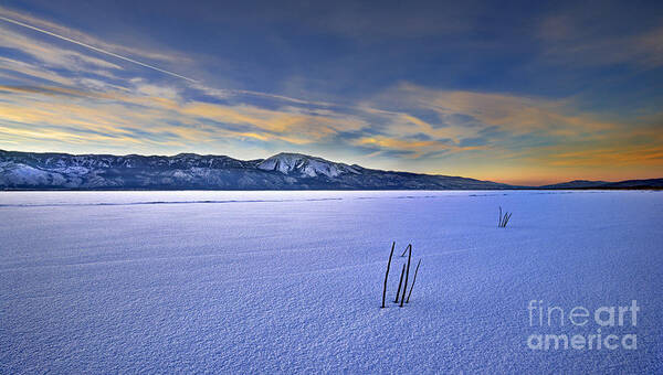 Snow Art Print featuring the photograph Winter Solitude by Dianne Phelps