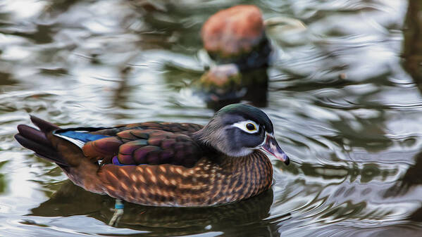 Wildlife Art Print featuring the photograph Wood Duck Hen by Bill and Linda Tiepelman