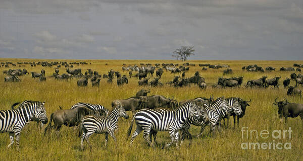 Zebras Art Print featuring the photograph Zebras And Wildebeast  #0861 by J L Woody Wooden
