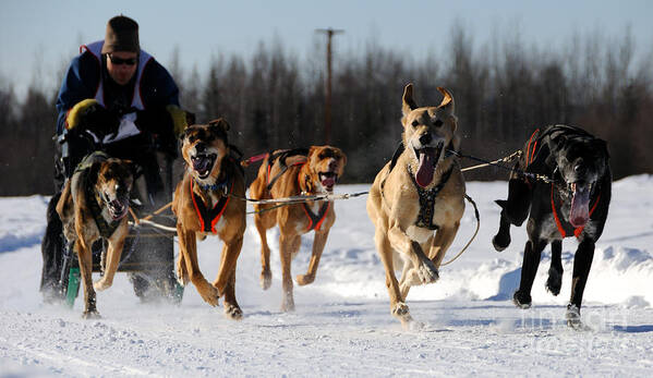 Sled Dogs Art Print featuring the photograph 2011 Limited North American Sled Dog Race by Gary Whitton
