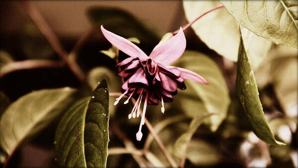 Flower Art Print featuring the photograph Antiqued Fuchsia #1 by Jeanette C Landstrom