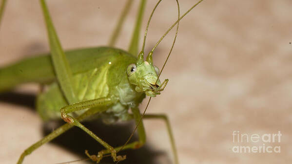 Grasshopper Art Print featuring the photograph Antenna Cleaning #5 by Mareko Marciniak