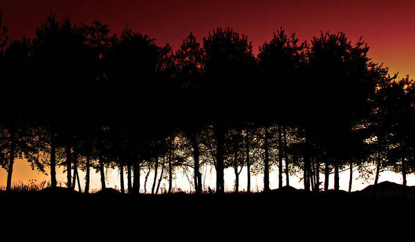 Trees At Dusk Art Print featuring the photograph At Dusk by Gray Artus