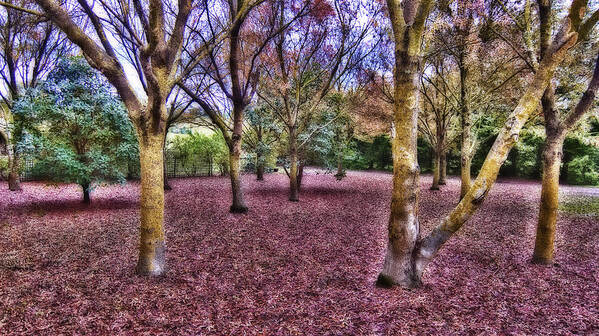 Blanket Art Print featuring the photograph Blanket of Leaves by Douglas Barnard