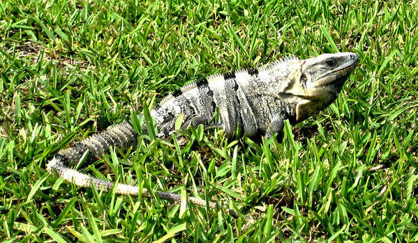 Cancun Art Print featuring the photograph Cancun Eguana by Rob Green