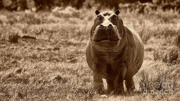 Hippo Art Print featuring the photograph Charging Hippo by Mareko Marciniak