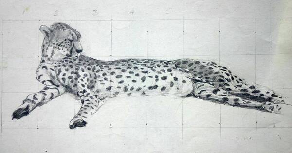Big Cats Cheetah Drawings Art Print featuring the painting Cheetah study by Tom Smith