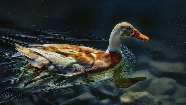 Indian Runner Duck Art Print featuring the photograph Dabbling in Blue Waters by Bill and Linda Tiepelman