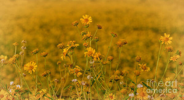 Flower Art Print featuring the photograph Daisy's by Donna Greene