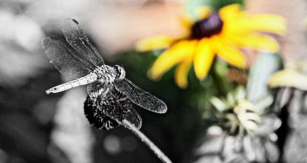 Dragonfly Photographs Art Print featuring the photograph Dragon Fly and Yellow Black Eyed Susan by Tam Graff