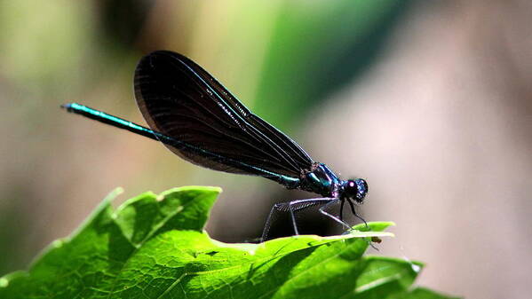 Ebony Jewelwing Art Print featuring the photograph Ebony Jewelwing In the Spotlight by Travis Truelove