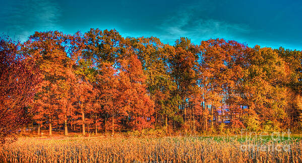 Tonemapped Art Print featuring the photograph Fall Beauty by Mark Dodd