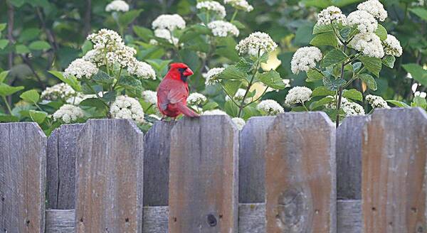 Cardinal Art Print featuring the photograph Fence Top by Elizabeth Winter