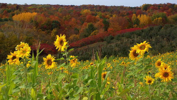 Sunflowers Art Print featuring the photograph Happy Fall by Linda Mishler