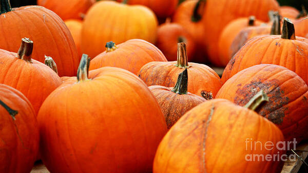 Pumpkins Art Print featuring the photograph Montana Pumpkin Patch by William Kelvie