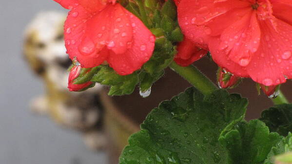 Red Art Print featuring the photograph Rain Drops by Marjorie Smith