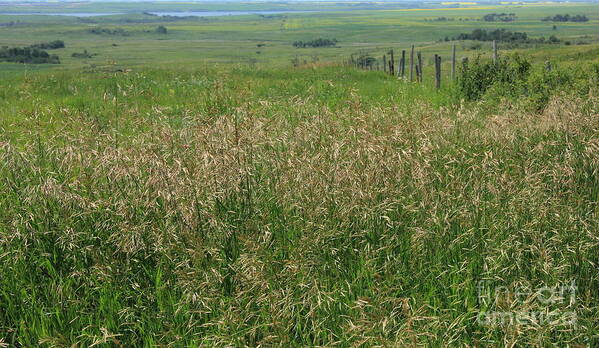 Grass Art Print featuring the photograph Sea of Grass by Jim Sauchyn