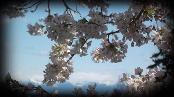 Sky Flowers Branch Tree Clouds Landscape Nature Wildlife Digital Art Photographs Photography Art Print featuring the photograph See The Cascades by Lee Yang