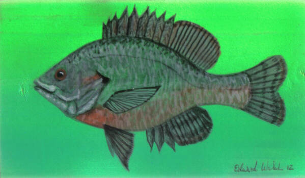 Marine Art Print featuring the painting Sunfish by Edward Walsh