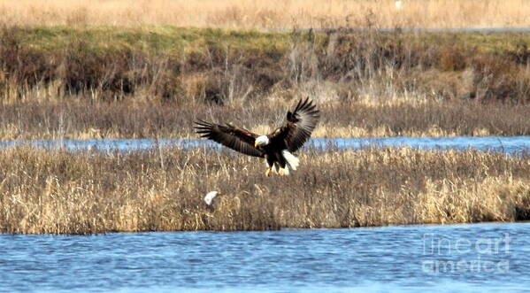 Bald Eagles Art Print featuring the photograph Two Bald Eagles by Ursula Lawrence