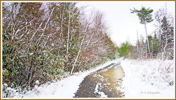 Back Road Art Print featuring the photograph Back Road, Pocono Mountain Thicket in Winter #1 by A Macarthur Gurmankin