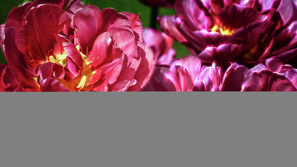 Flowers Art Print featuring the photograph Flowers and Fractals #1 by Cameron Wood