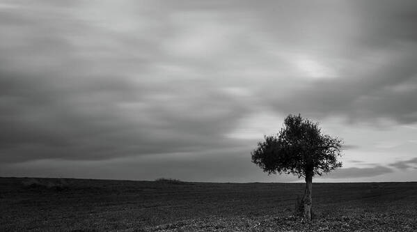 Olive Tree Art Print featuring the photograph Lonely Olive tree in a green field and moving clouds by Michalakis Ppalis