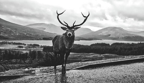 Stag Art Print featuring the photograph Wet Stag - Scotland #1 by Mountain Dreams