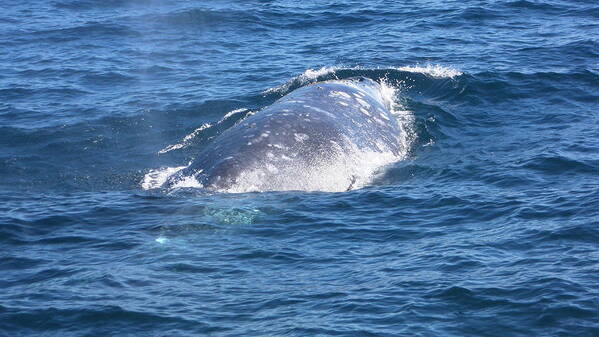 Whale Art Print featuring the photograph Whale #1 by Mariel Mcmeeking