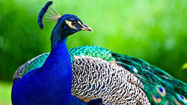 Peacock Art Print featuring the photograph Peacock #2 by Mariel Mcmeeking