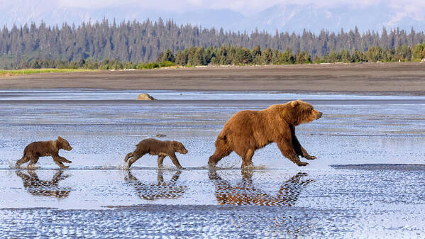 Bears Art Print featuring the photograph A Day At the Beach by Jack Bell