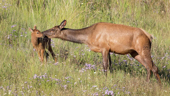 Elk Art Print featuring the photograph A Mother's Attention by Jack Bell