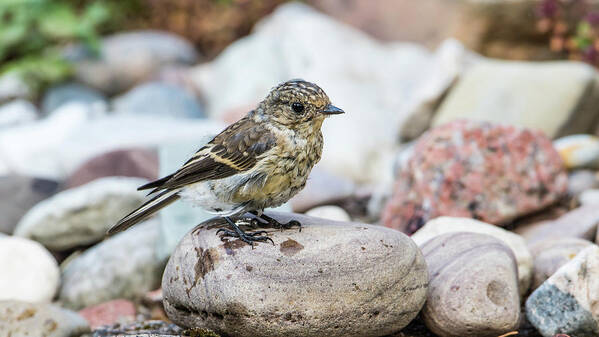 Pied Flycatcher Art Print featuring the photograph After bath by Torbjorn Swenelius