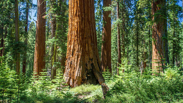 Sequoia Art Print featuring the photograph Ancient Sequoia Forest by Pierre Leclerc Photography