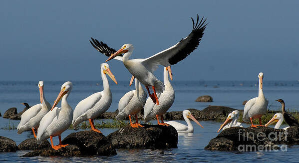 White American Pelican Taking Flight. Art Print featuring the photograph Ascension by David Campione