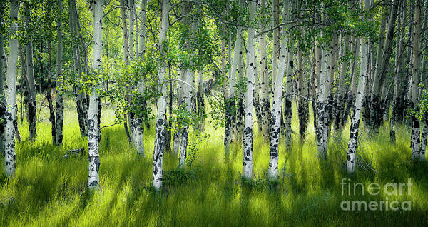 Aspen Trees Art Print featuring the photograph Aspen Trees Summer Forest by The Forests Edge Photography - Diane Sandoval
