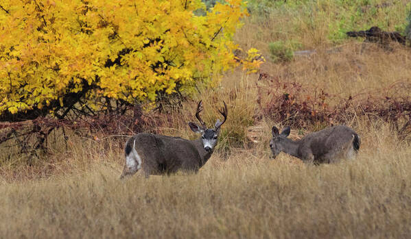 Deer Art Print featuring the photograph Autumn Moments by Steven Clark