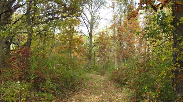 Autumn Art Print featuring the photograph Autumn Path by Kimberly Mackowski