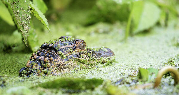 Alligator Art Print featuring the photograph Baby Gator by Eilish Palmer