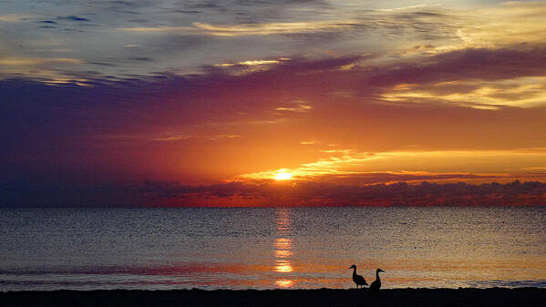 Florida Art Print featuring the photograph Beach Ducks at Sunrise Delray Beach by Lawrence S Richardson Jr