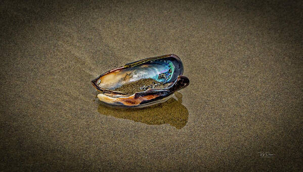  Art Print featuring the photograph Beach Jewel by Bill Posner