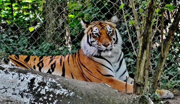 Tiger Art Print featuring the photograph Beautiful Tiger by Eileen Brymer