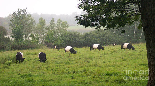 Linda Drown Art Print featuring the photograph Belted Galloways in Field by Linda Drown