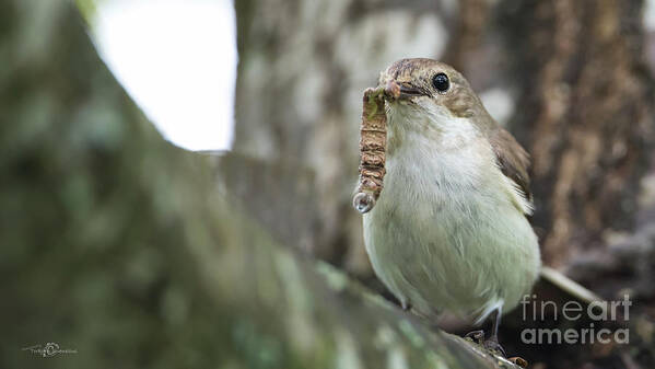 Pied Flycatcher Art Print featuring the photograph Big Meal by Torbjorn Swenelius