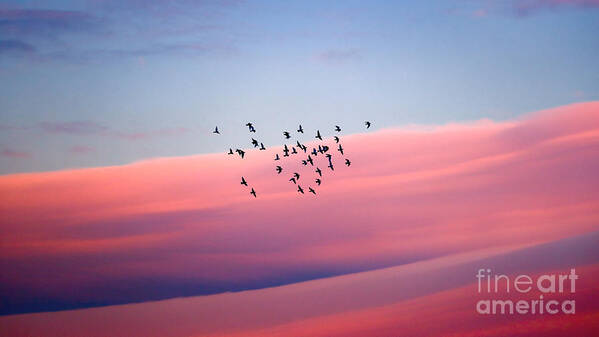 Air Art Print featuring the photograph Birds migration by Anna Om