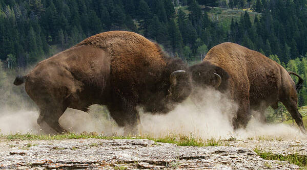 Mark Miller Photos Art Print featuring the photograph Bison Duel by Mark Miller