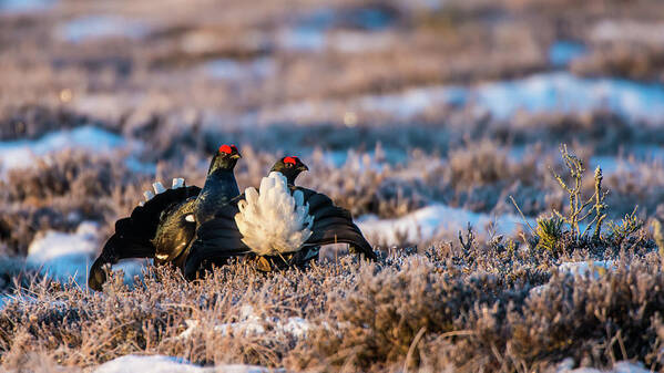 Black Grouse Art Print featuring the photograph Black Grouses by Torbjorn Swenelius