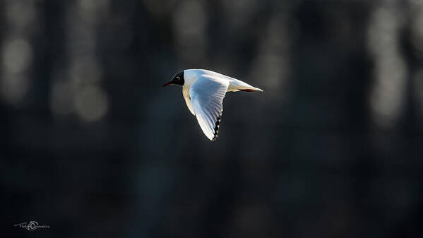 Black-headed Gull Art Print featuring the photograph Black-headed Gull flying in the sun by Torbjorn Swenelius