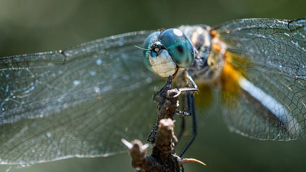 Dragonfly Art Print featuring the photograph Blue Dasher Dragonfly by Brad Boland