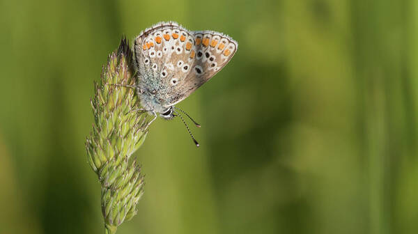 Nature Art Print featuring the photograph Brown Argus by Wendy Cooper